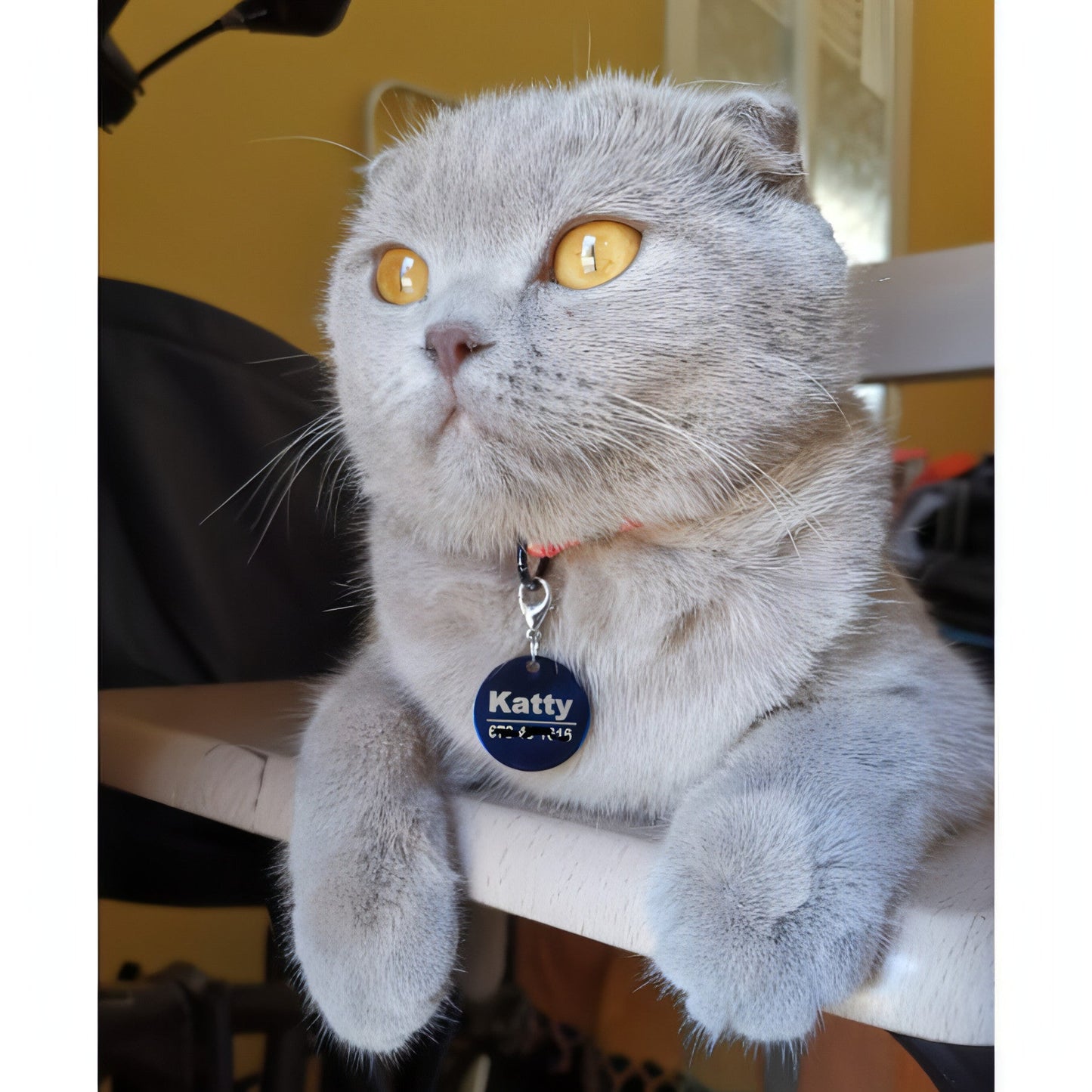 Custom Engraved Pet ID Tag - Personalized Dog & Cat Tags