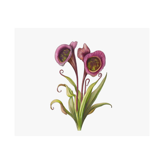 Carnivorous Pitcher Plant Botanical Print - Sarraceniaceae Nature Wall Art, Satin Poster 210gsm, Greenery Home Décor - Toddcraft
