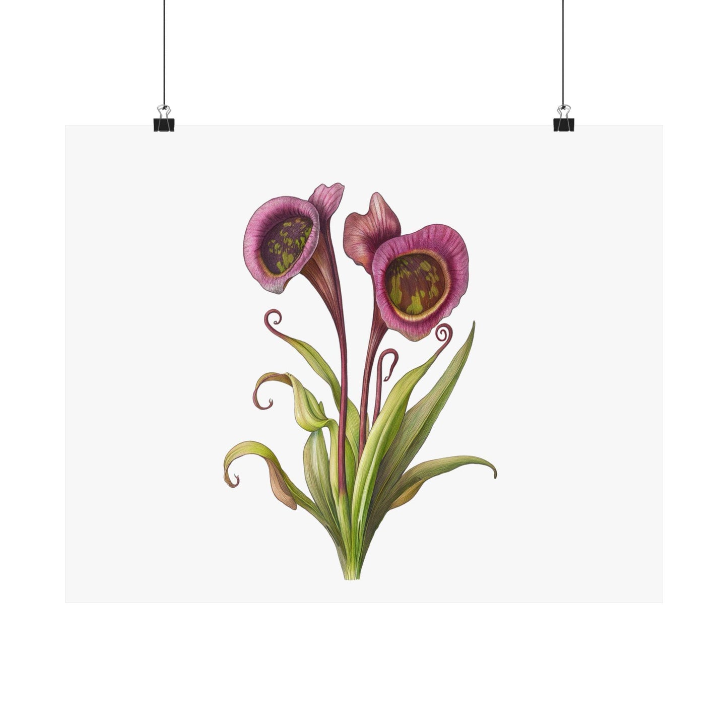 Carnivorous Pitcher Plant Botanical Print - Sarraceniaceae Nature Wall Art, Satin Poster 210gsm, Greenery Home Décor - Toddcraft