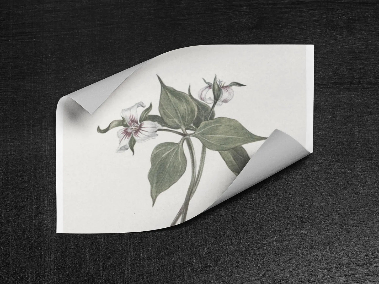 Botanical Wall Art Fine Art Posters Floral Design, Nature-Inspired Home Decor, Flower Print for Living Room & Bedroom - Toddcraft