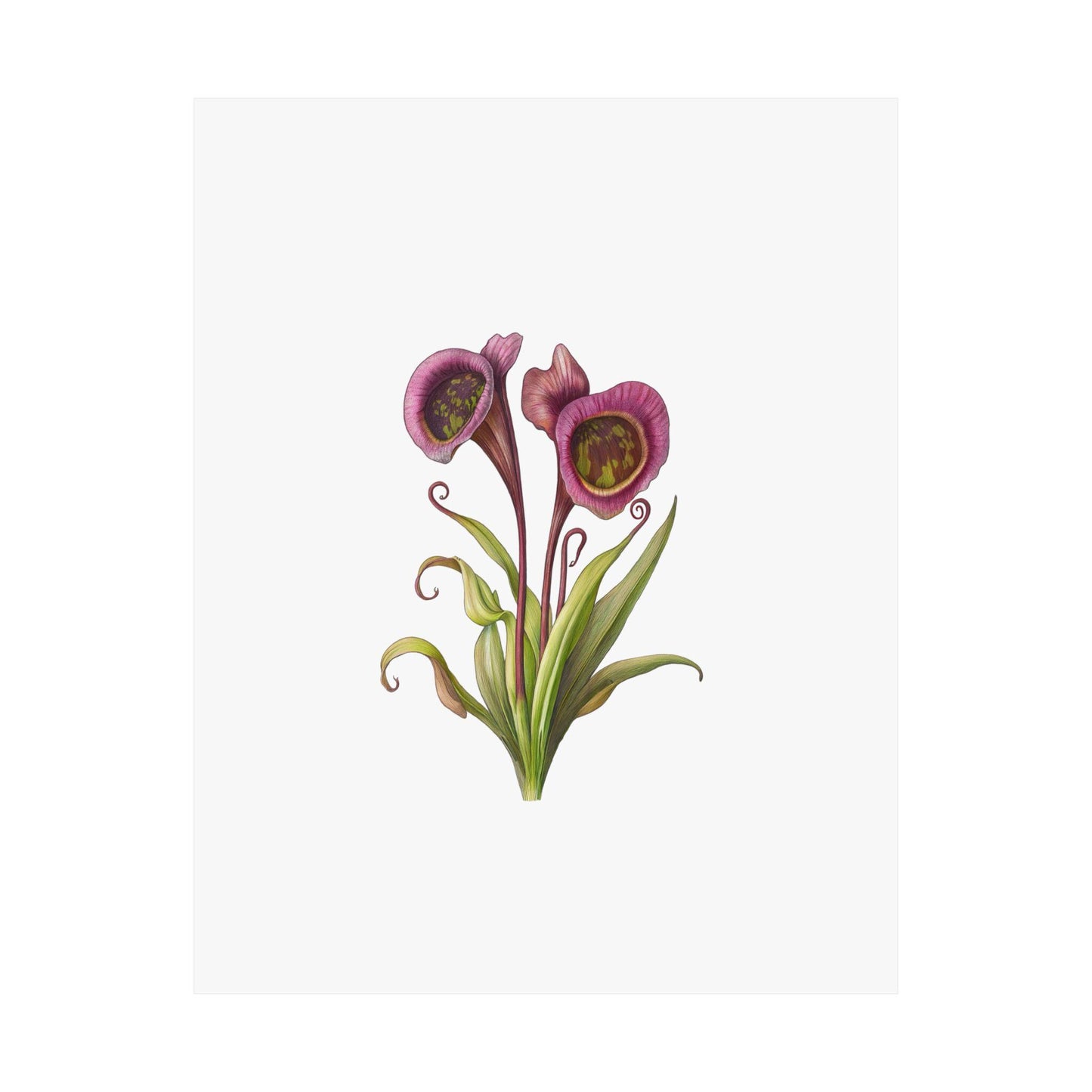 Carnivorous Pitcher Plant Botanical Print - Sarraceniaceae Nature Wall Art, Satin Poster 210gsm, Greenery Home Décor - Toddcraft