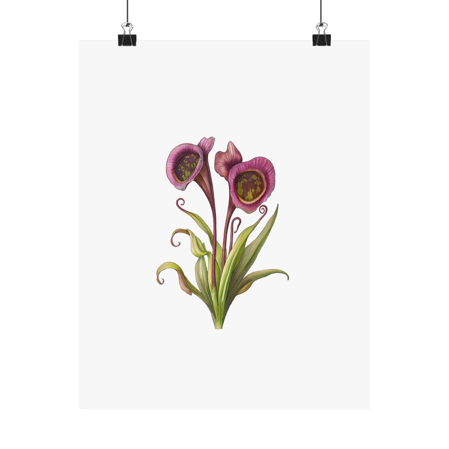 Carnivorous Pitcher Plant Botanical Print - Sarraceniaceae Nature Wall Art, Satin Poster 210gsm, Greenery Home Décor - Toddcraft
