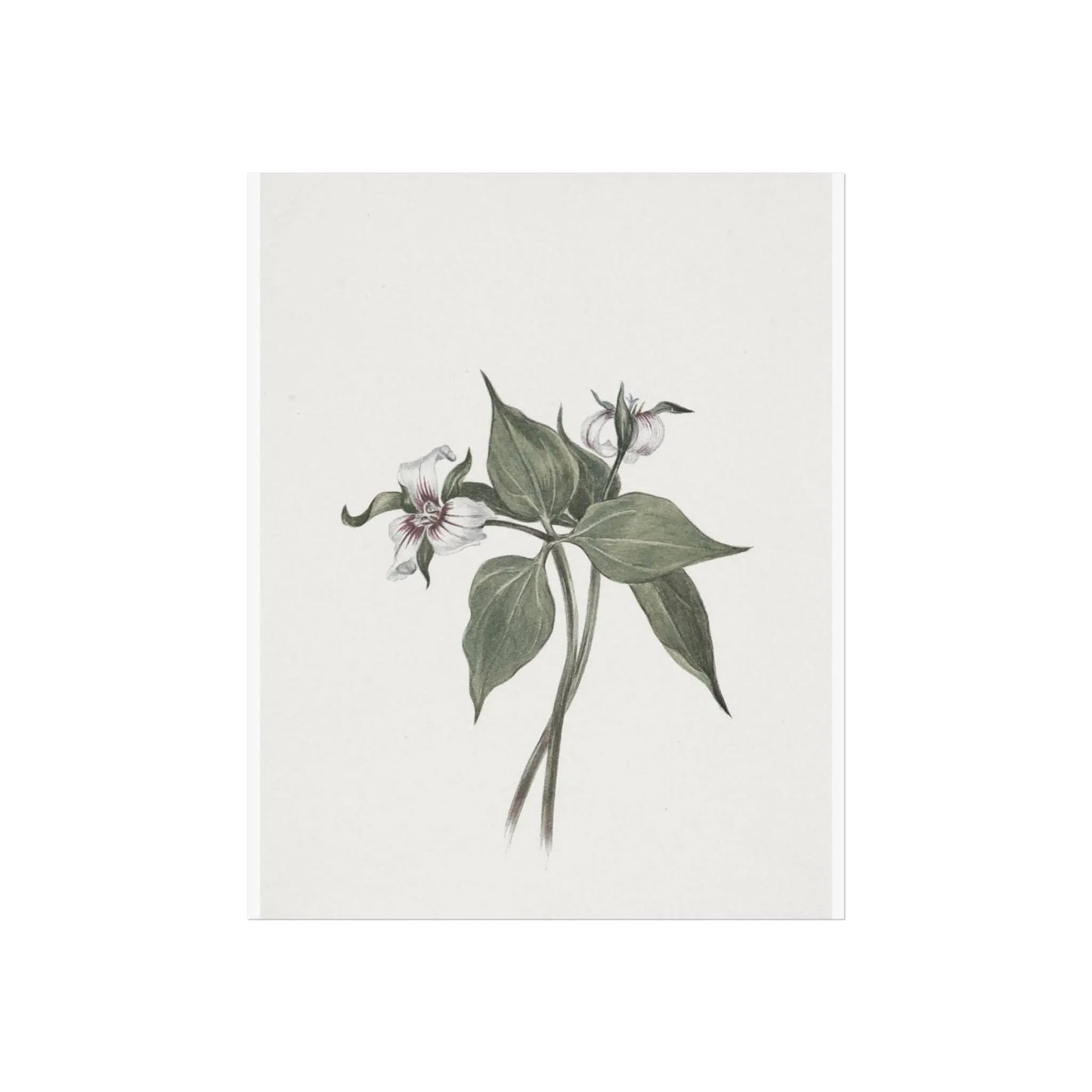 Botanical Wall Art Fine Art Posters Floral Design, Nature-Inspired Home Decor, Flower Print for Living Room & Bedroom - Toddcraft