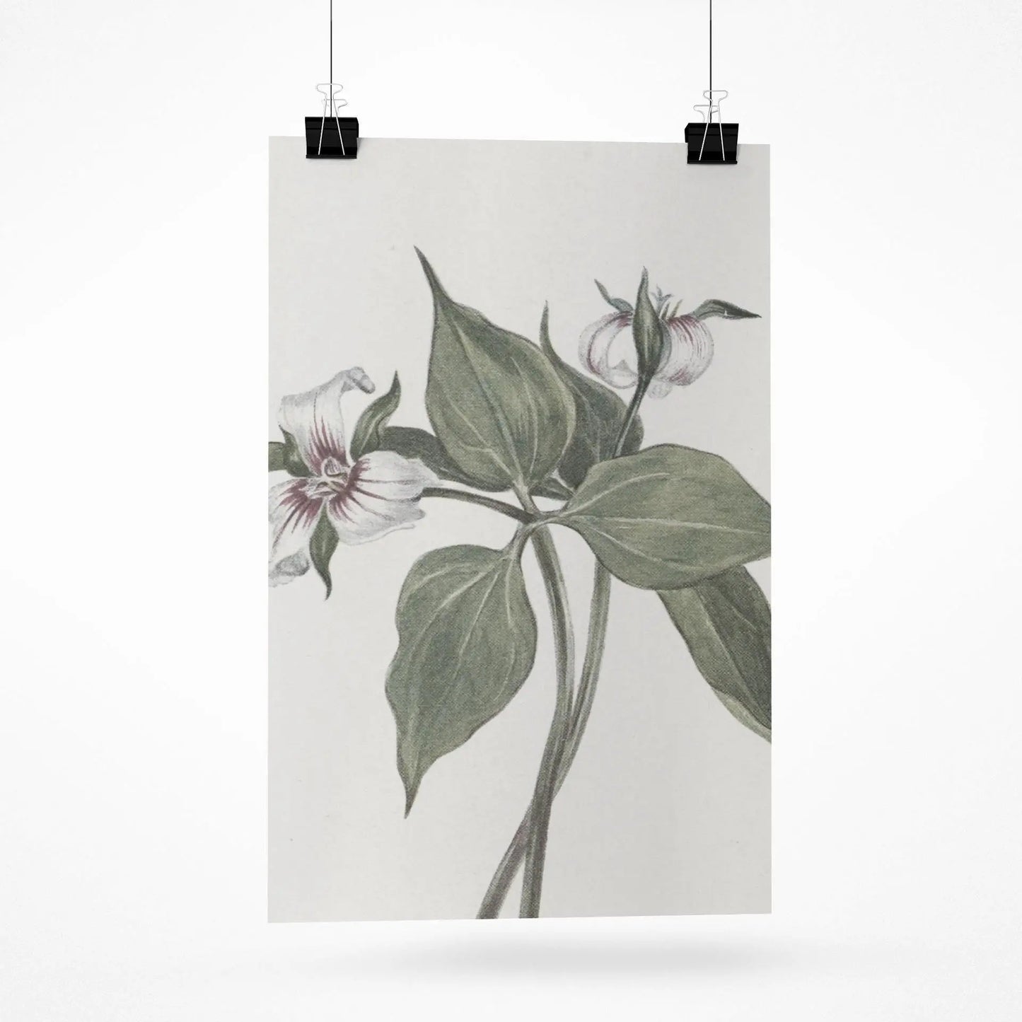 Botanical Wall Art Fine Art Posters Floral Design, Nature-Inspired Home Decor, Flower Print for Living Room & Bedroom - Toddcraft