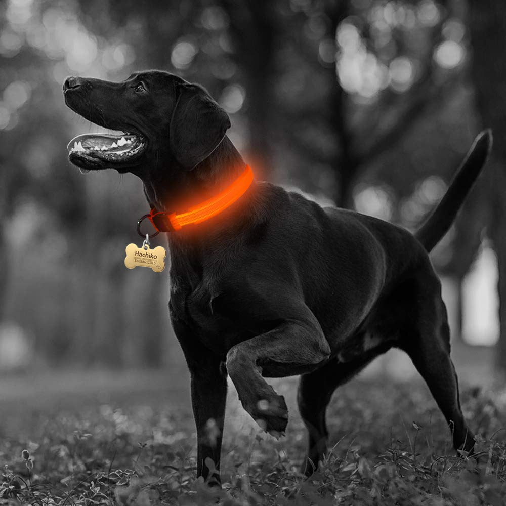 2 PCS Set Nylon LED Dog Collar - Toddcraft