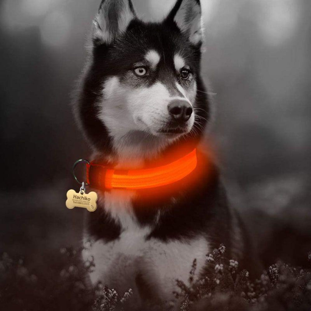 2 PCS Set Nylon LED Dog Collar - Toddcraft
