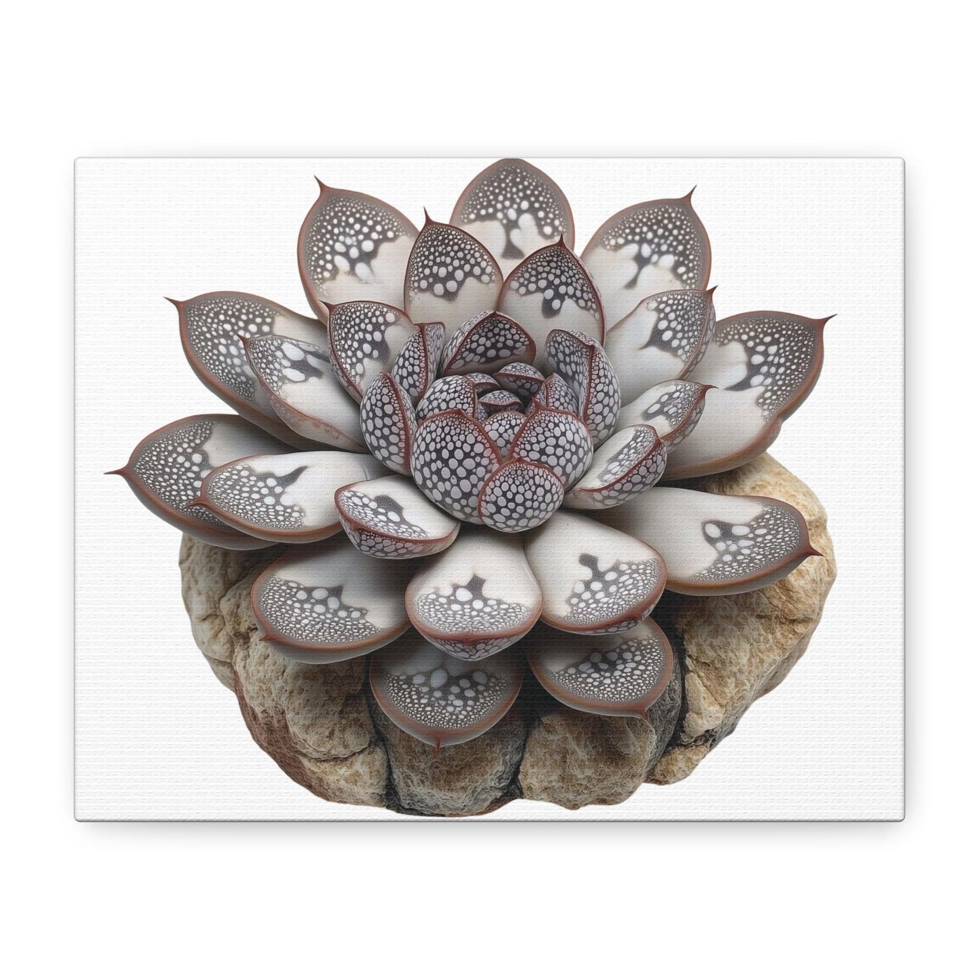 Echeveria 'Raindrops' Succulent Art Print | Unique Raised Leaf Texture | Botanical Wall Decor for Plant Lovers | Rare Succulent canvas - Toddcraft