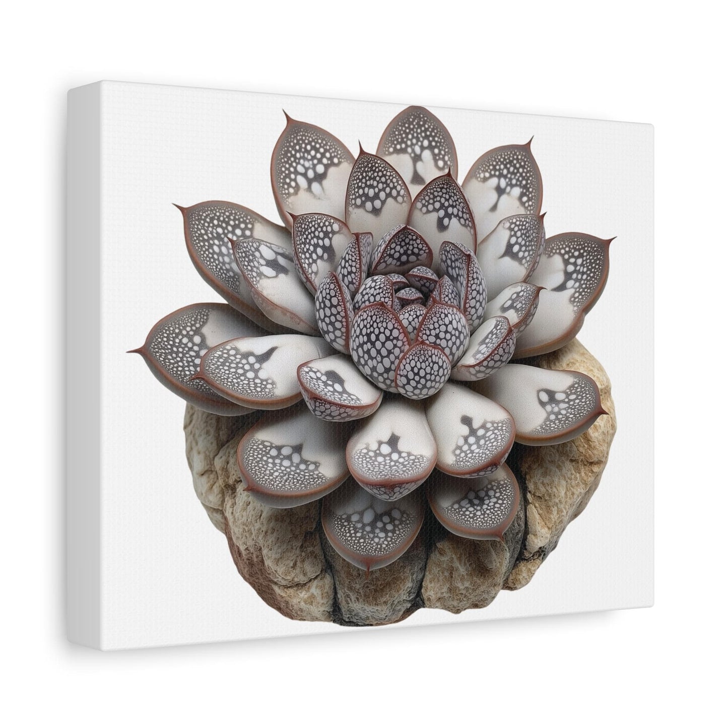 Echeveria 'Raindrops' Succulent Art Print | Unique Raised Leaf Texture | Botanical Wall Decor for Plant Lovers | Rare Succulent canvas - Toddcraft