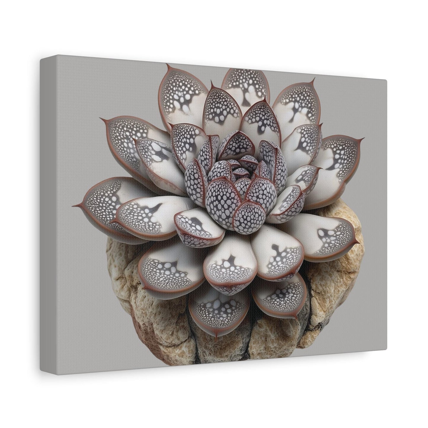 Echeveria 'Raindrops' Succulent Art Print | Unique Raised Leaf Texture | Botanical Wall Decor for Plant Lovers | Rare Succulent canvas - Toddcraft