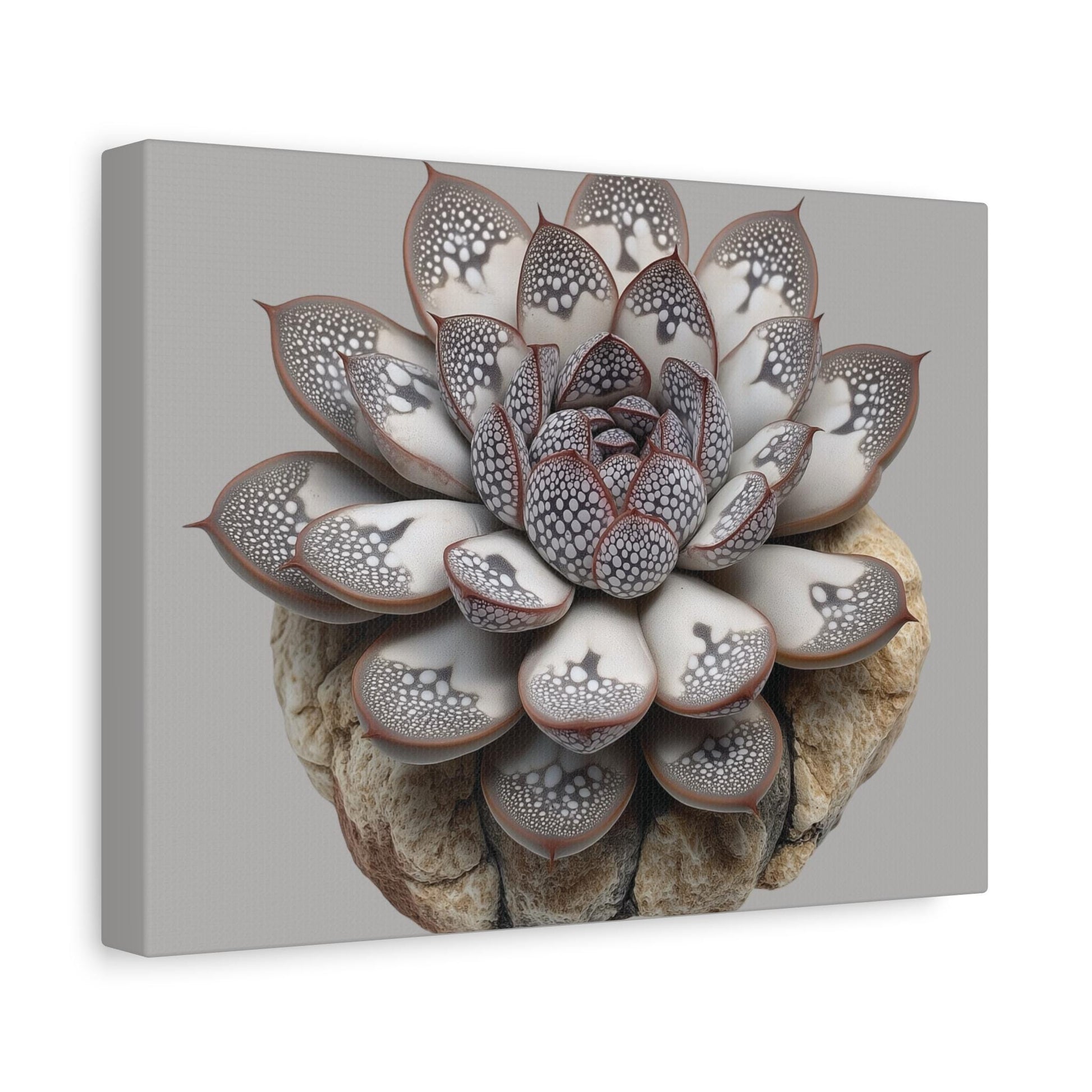 Echeveria 'Raindrops' Succulent Art Print | Unique Raised Leaf Texture | Botanical Wall Decor for Plant Lovers | Rare Succulent canvas - Toddcraft