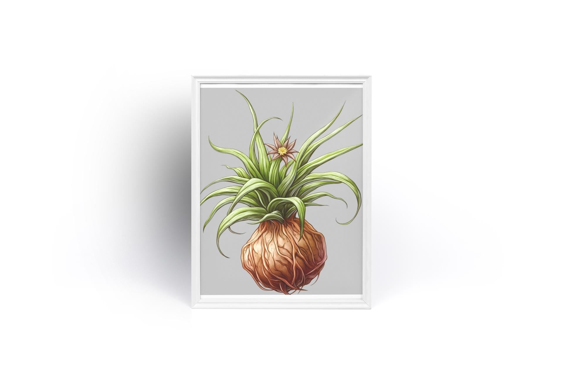 Climbing Onion Plant Print  Bowiea volubilis Wall Art | Botanical Bulb Art with Vines & Star Flowers | Unique Greenery Home Decor Framed - Toddcraft