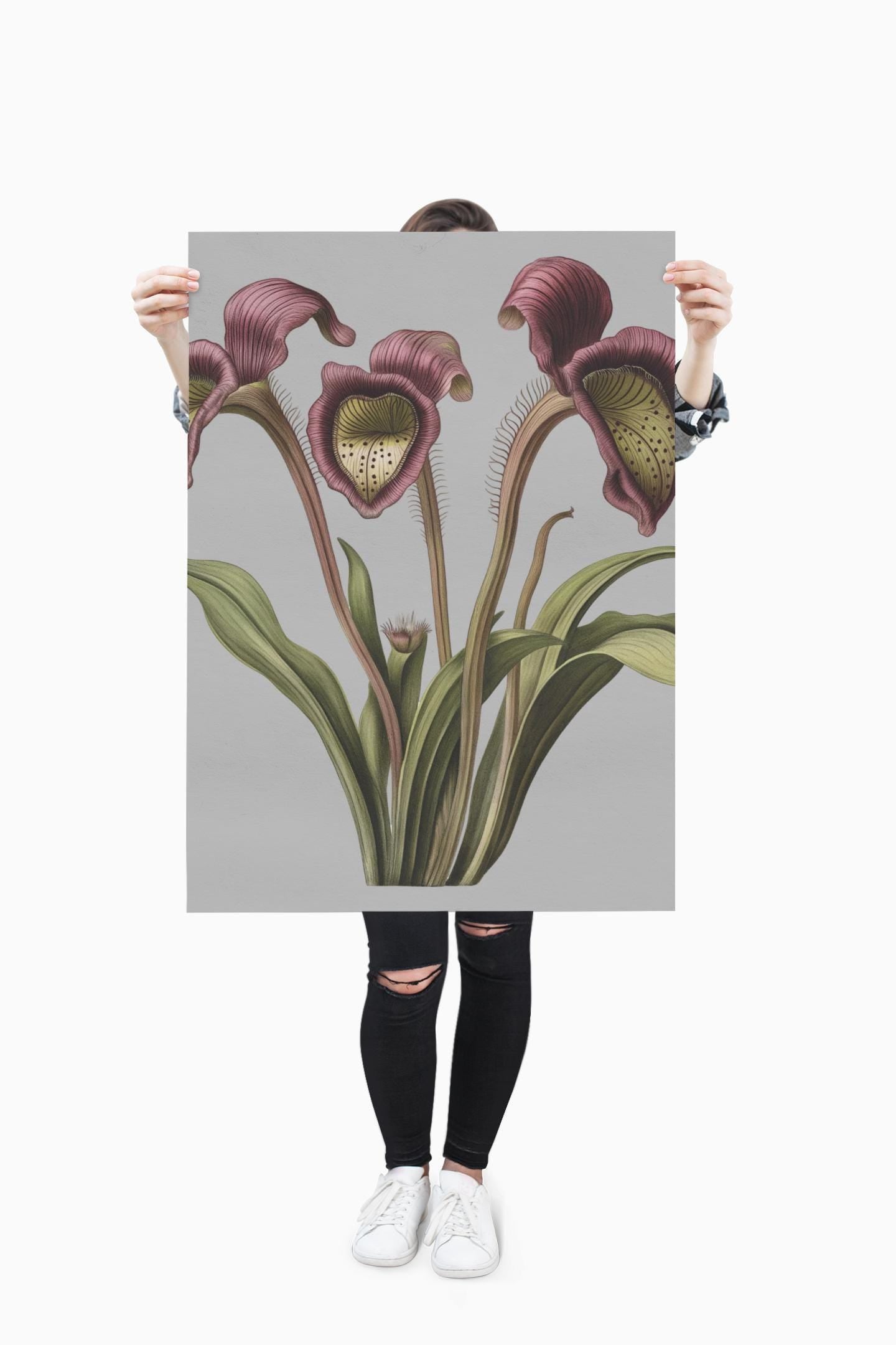 Pitcher Plant Wall Art Print, Carnivorous Plant Botanical Poster, Framed Vertical Nature Decor for Plant Lovers & Nature Enthusiasts - Toddcraft