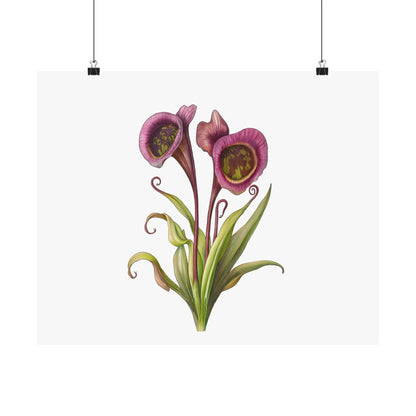 Carnivorous Pitcher Plant Botanical Print - Sarraceniaceae Nature Wall Art, Satin Poster 210gsm, Greenery Home Décor - Toddcraft