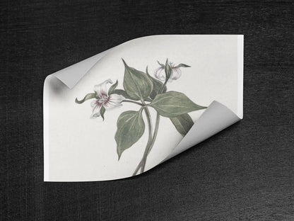 Botanical Wall Art Fine Art Posters Floral Design, Nature-Inspired Home Decor, Flower Print for Living Room & Bedroom - Toddcraft