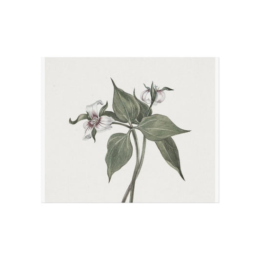 Botanical Wall Art Fine Art Posters Floral Design, Nature-Inspired Home Decor, Flower Print for Living Room & Bedroom - Toddcraft