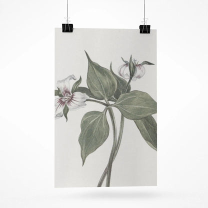 Botanical Wall Art Fine Art Posters Floral Design, Nature-Inspired Home Decor, Flower Print for Living Room & Bedroom - Toddcraft